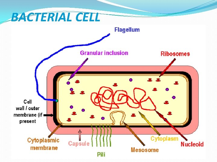 BACTERIAL CELL 