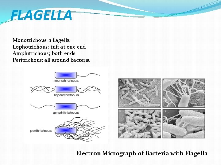 FLAGELLA Monotrichous; 1 flagella Lophotrichous; tuft at one end Amphitrichous; both ends Peritrichous; all