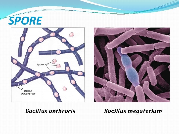 SPORE Bacillus anthracis Bacillus megaterium 