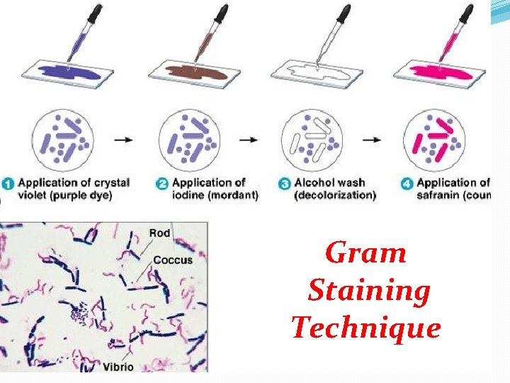 Gram Staining Technique 