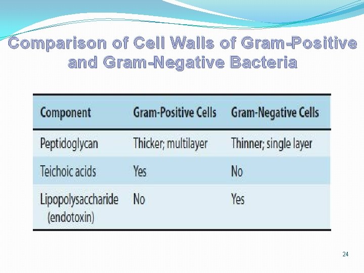Comparison of Cell Walls of Gram-Positive and Gram-Negative Bacteria 24 