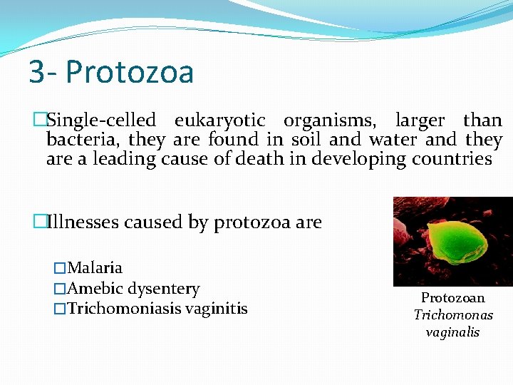 3 - Protozoa �Single-celled eukaryotic organisms, larger than bacteria, they are found in soil