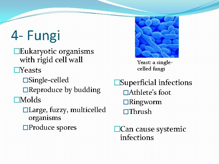 4 - Fungi �Eukaryotic organisms with rigid cell wall Yeast: a singlecelled fungi �Yeasts