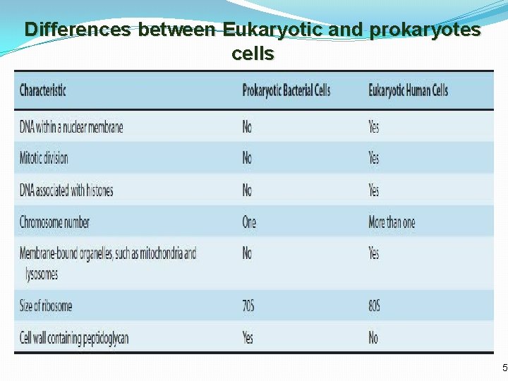 Differences between Eukaryotic and prokaryotes cells 5 