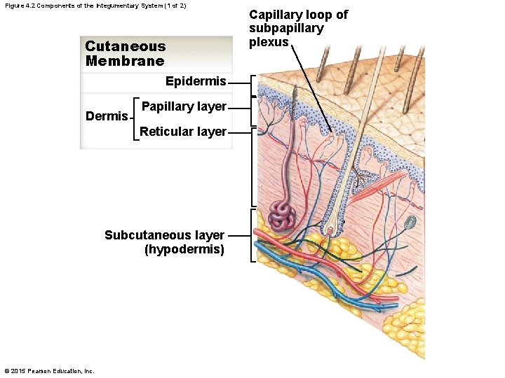 Figure 4. 2 Components of the Integumentary System (1 of 2) Cutaneous Membrane Epidermis Figure 4. 2 Components of the Integumentary System (1 of 2) Cutaneous Membrane Epidermis