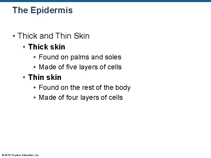 The Epidermis • Thick and Thin Skin • Thick skin • Found on palms The Epidermis • Thick and Thin Skin • Thick skin • Found on palms