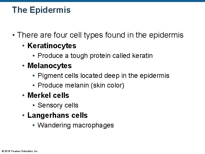 The Epidermis • There are four cell types found in the epidermis • Keratinocytes The Epidermis • There are four cell types found in the epidermis • Keratinocytes