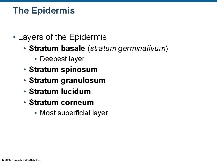 The Epidermis • Layers of the Epidermis • Stratum basale (stratum germinativum) • Deepest The Epidermis • Layers of the Epidermis • Stratum basale (stratum germinativum) • Deepest