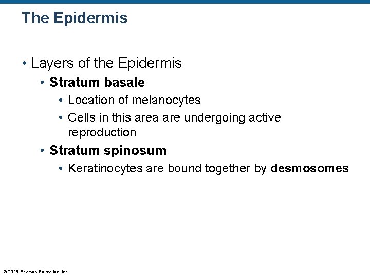The Epidermis • Layers of the Epidermis • Stratum basale • Location of melanocytes The Epidermis • Layers of the Epidermis • Stratum basale • Location of melanocytes