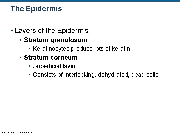 The Epidermis • Layers of the Epidermis • Stratum granulosum • Keratinocytes produce lots The Epidermis • Layers of the Epidermis • Stratum granulosum • Keratinocytes produce lots