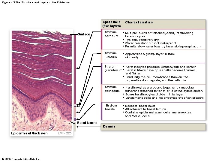 Figure 4. 3 The Structure and Layers of the Epidermis (five layers) Surface Characteristics Figure 4. 3 The Structure and Layers of the Epidermis (five layers) Surface Characteristics