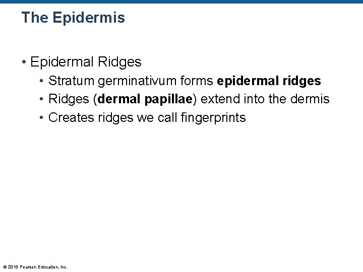 The Epidermis • Epidermal Ridges • Stratum germinativum forms epidermal ridges • Ridges (dermal The Epidermis • Epidermal Ridges • Stratum germinativum forms epidermal ridges • Ridges (dermal