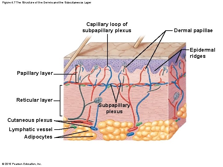 Figure 4. 7 The Structure of the Dermis and the Subcutaneous Layer Capillary loop Figure 4. 7 The Structure of the Dermis and the Subcutaneous Layer Capillary loop