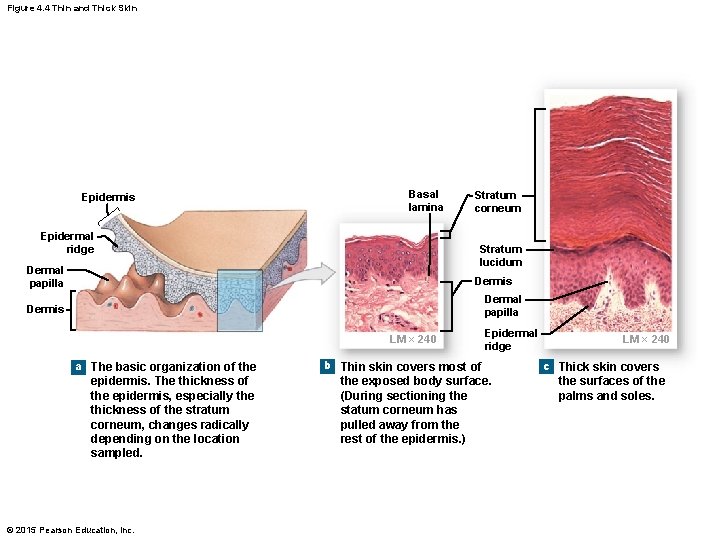 Figure 4. 4 Thin and Thick Skin Epidermis Basal lamina Epidermal ridge Stratum corneum Figure 4. 4 Thin and Thick Skin Epidermis Basal lamina Epidermal ridge Stratum corneum