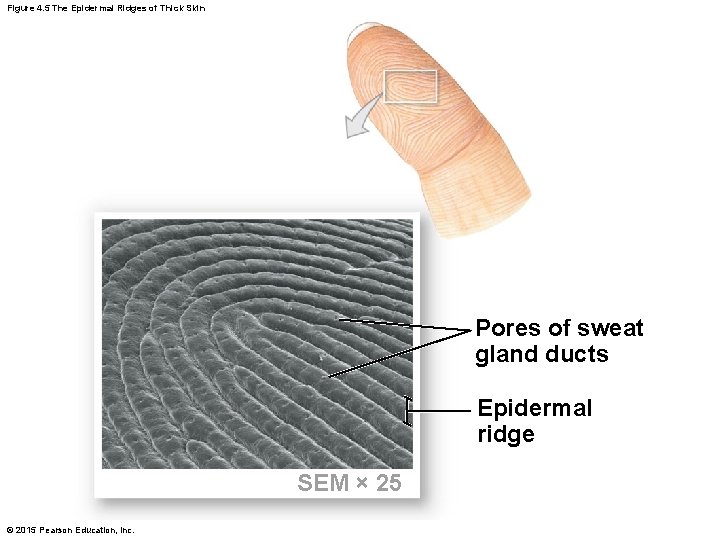 Figure 4. 5 The Epidermal Ridges of Thick Skin Pores of sweat gland ducts Figure 4. 5 The Epidermal Ridges of Thick Skin Pores of sweat gland ducts