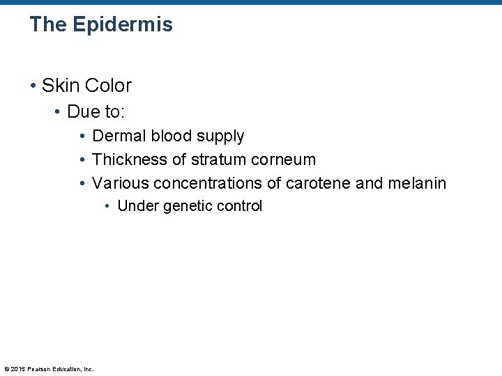The Epidermis • Skin Color • Due to: • Dermal blood supply • Thickness The Epidermis • Skin Color • Due to: • Dermal blood supply • Thickness