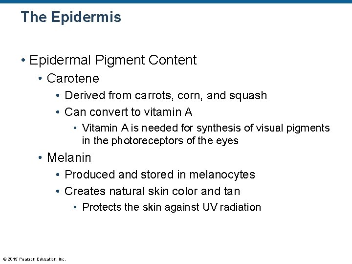 The Epidermis • Epidermal Pigment Content • Carotene • Derived from carrots, corn, and The Epidermis • Epidermal Pigment Content • Carotene • Derived from carrots, corn, and
