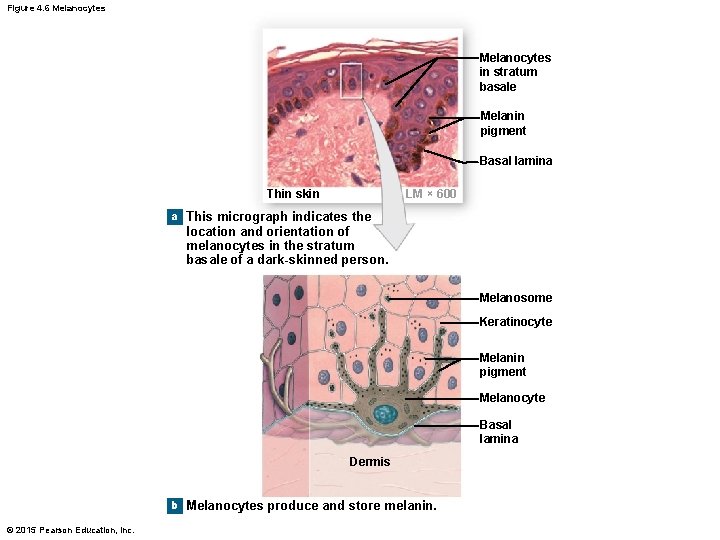 Figure 4. 6 Melanocytes in stratum basale Melanin pigment Basal lamina LM × 600 Figure 4. 6 Melanocytes in stratum basale Melanin pigment Basal lamina LM × 600