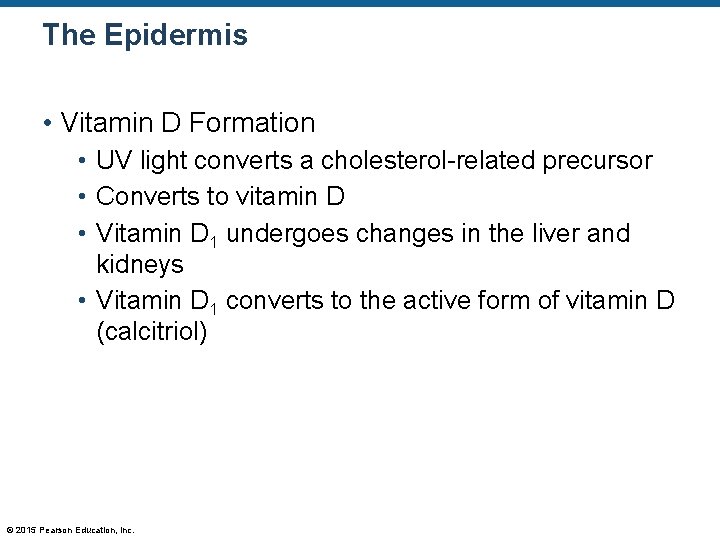 The Epidermis • Vitamin D Formation • UV light converts a cholesterol-related precursor • The Epidermis • Vitamin D Formation • UV light converts a cholesterol-related precursor •