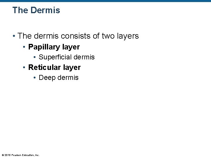 The Dermis • The dermis consists of two layers • Papillary layer • Superficial The Dermis • The dermis consists of two layers • Papillary layer • Superficial