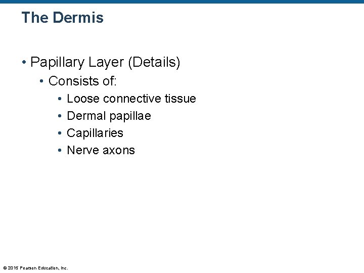The Dermis • Papillary Layer (Details) • Consists of: • • Loose connective tissue The Dermis • Papillary Layer (Details) • Consists of: • • Loose connective tissue