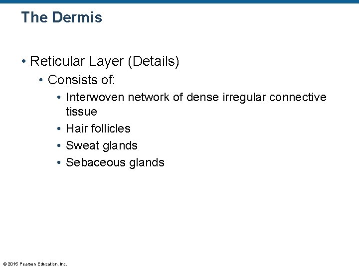 The Dermis • Reticular Layer (Details) • Consists of: • Interwoven network of dense The Dermis • Reticular Layer (Details) • Consists of: • Interwoven network of dense