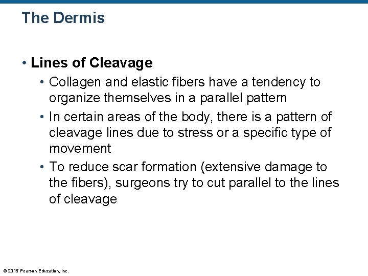 The Dermis • Lines of Cleavage • Collagen and elastic fibers have a tendency The Dermis • Lines of Cleavage • Collagen and elastic fibers have a tendency