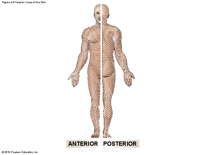 Figure 4. 8 Tension Lines of the Skin ANTERIOR POSTERIOR © 2015 Pearson Education, Figure 4. 8 Tension Lines of the Skin ANTERIOR POSTERIOR © 2015 Pearson Education,