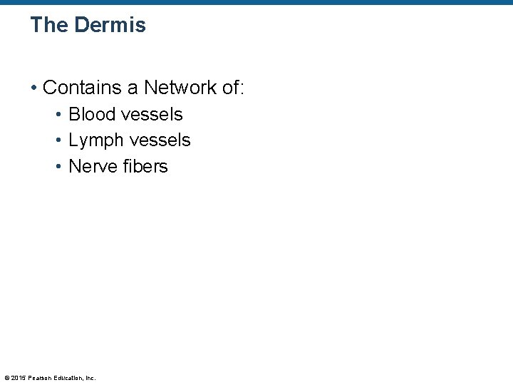 The Dermis • Contains a Network of: • Blood vessels • Lymph vessels • The Dermis • Contains a Network of: • Blood vessels • Lymph vessels •