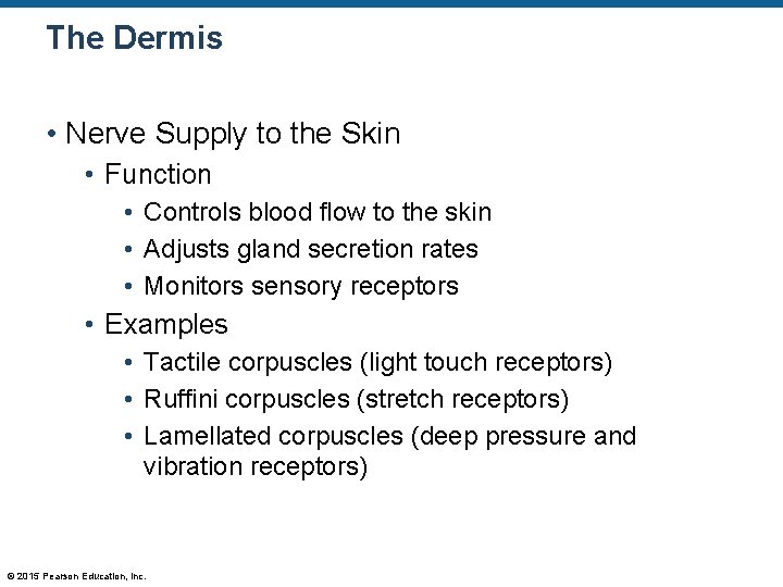 The Dermis • Nerve Supply to the Skin • Function • Controls blood flow The Dermis • Nerve Supply to the Skin • Function • Controls blood flow