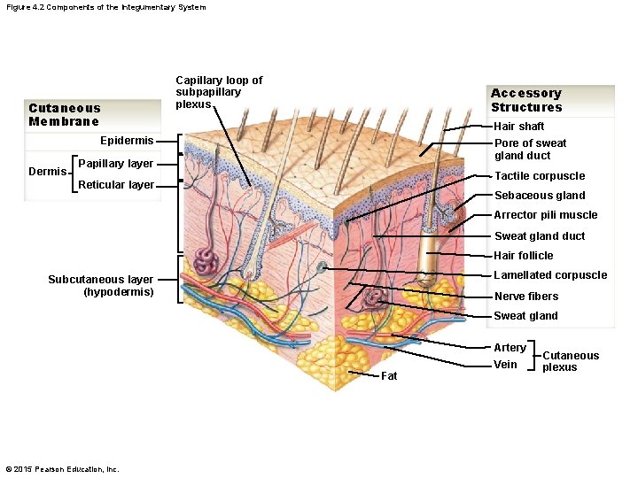 Figure 4. 2 Components of the Integumentary System Capillary loop of subpapillary plexus Cutaneous Figure 4. 2 Components of the Integumentary System Capillary loop of subpapillary plexus Cutaneous