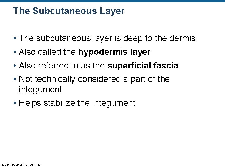 The Subcutaneous Layer • The subcutaneous layer is deep to the dermis • Also The Subcutaneous Layer • The subcutaneous layer is deep to the dermis • Also
