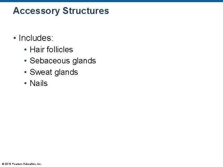 Accessory Structures • Includes: • • Hair follicles Sebaceous glands Sweat glands Nails © Accessory Structures • Includes: • • Hair follicles Sebaceous glands Sweat glands Nails ©