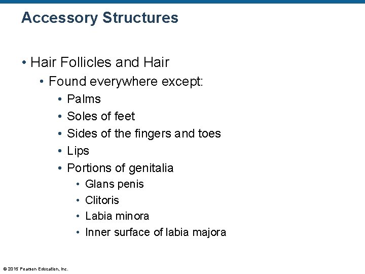 Accessory Structures • Hair Follicles and Hair • Found everywhere except: • • • Accessory Structures • Hair Follicles and Hair • Found everywhere except: • • •