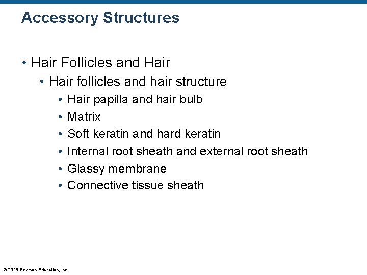 Accessory Structures • Hair Follicles and Hair • Hair follicles and hair structure • Accessory Structures • Hair Follicles and Hair • Hair follicles and hair structure •