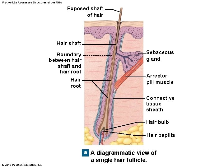 Figure 4. 9 a Accessory Structures of the Skin Exposed shaft of hair Hair Figure 4. 9 a Accessory Structures of the Skin Exposed shaft of hair Hair
