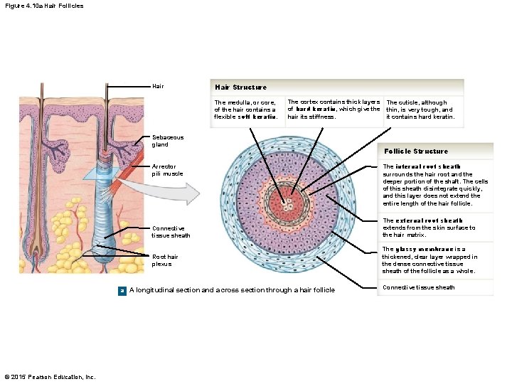 Figure 4. 10 a Hair Follicles Hair Structure The medulla, or core, of the Figure 4. 10 a Hair Follicles Hair Structure The medulla, or core, of the