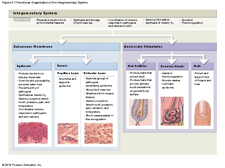 Figure 4. 1 Functional Organization of the Integumentary System FUNCTIONS • Physical protection from Figure 4. 1 Functional Organization of the Integumentary System FUNCTIONS • Physical protection from