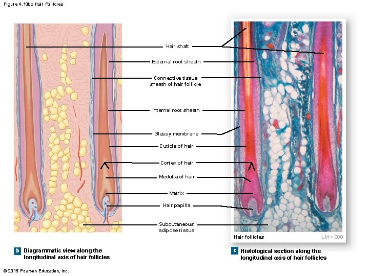 Figure 4. 10 bc Hair Follicles Hair shaft External root sheath Connective tissue sheath Figure 4. 10 bc Hair Follicles Hair shaft External root sheath Connective tissue sheath