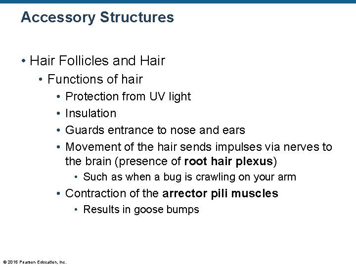Accessory Structures • Hair Follicles and Hair • Functions of hair • • Protection Accessory Structures • Hair Follicles and Hair • Functions of hair • • Protection