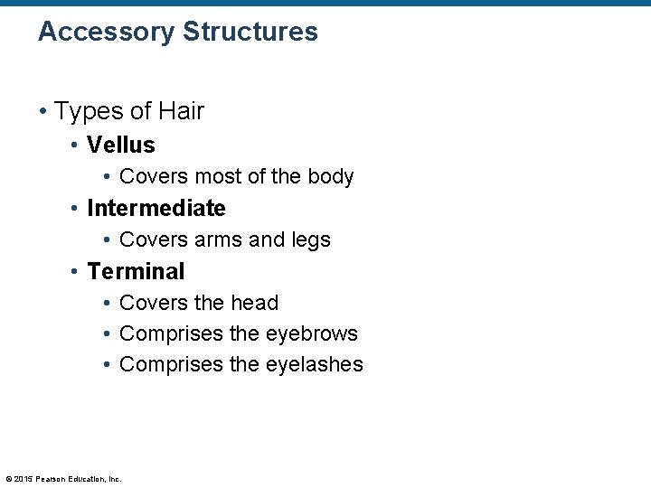 Accessory Structures • Types of Hair • Vellus • Covers most of the body Accessory Structures • Types of Hair • Vellus • Covers most of the body