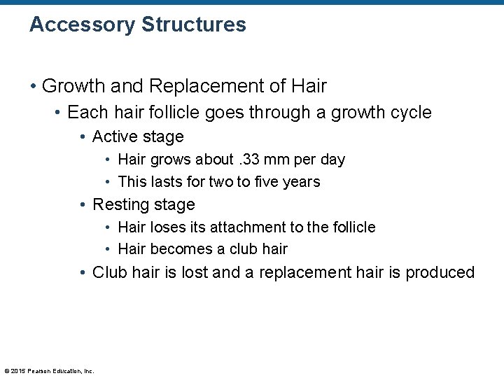 Accessory Structures • Growth and Replacement of Hair • Each hair follicle goes through Accessory Structures • Growth and Replacement of Hair • Each hair follicle goes through