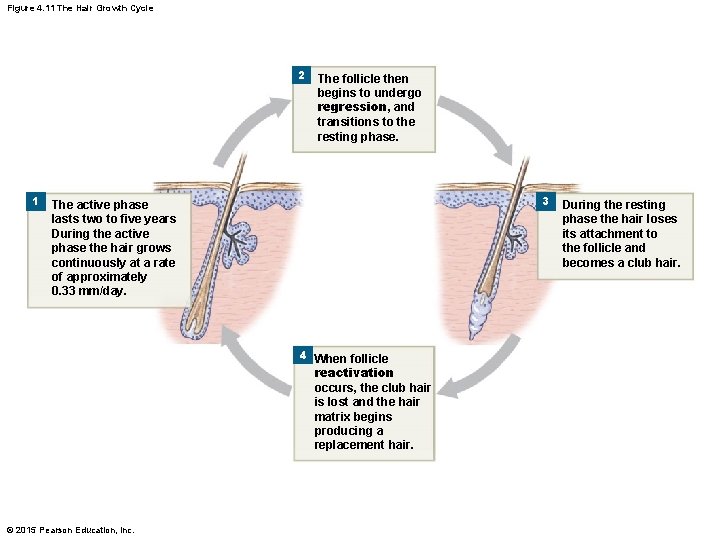 Figure 4. 11 The Hair Growth Cycle 2 1 The follicle then begins to Figure 4. 11 The Hair Growth Cycle 2 1 The follicle then begins to