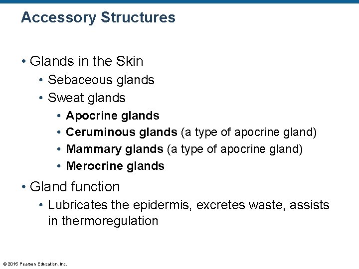 Accessory Structures • Glands in the Skin • Sebaceous glands • Sweat glands • Accessory Structures • Glands in the Skin • Sebaceous glands • Sweat glands •