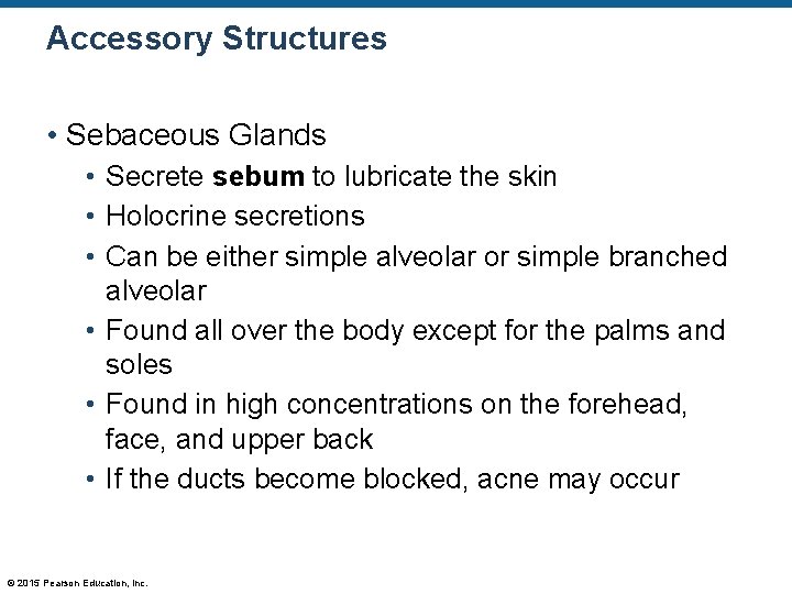 Accessory Structures • Sebaceous Glands • Secrete sebum to lubricate the skin • Holocrine Accessory Structures • Sebaceous Glands • Secrete sebum to lubricate the skin • Holocrine
