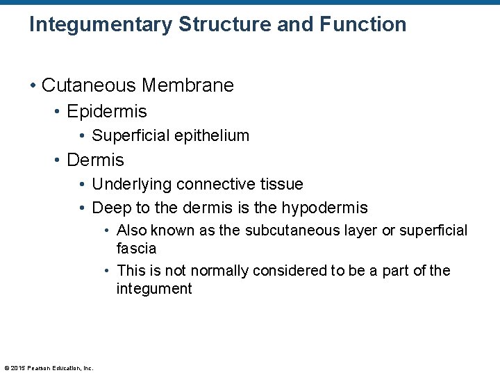Integumentary Structure and Function • Cutaneous Membrane • Epidermis • Superficial epithelium • Dermis Integumentary Structure and Function • Cutaneous Membrane • Epidermis • Superficial epithelium • Dermis