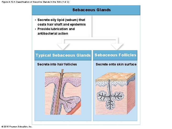 Figure 4. 12 A Classification of Exocrine Glands in the Skin (1 of 2) Figure 4. 12 A Classification of Exocrine Glands in the Skin (1 of 2)