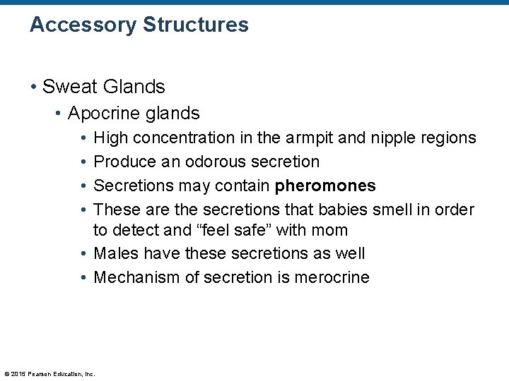 Accessory Structures • Sweat Glands • Apocrine glands • • High concentration in the Accessory Structures • Sweat Glands • Apocrine glands • • High concentration in the