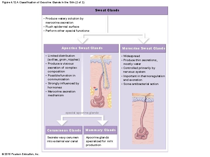 Figure 4. 12 A Classification of Exocrine Glands in the Skin (2 of 2) Figure 4. 12 A Classification of Exocrine Glands in the Skin (2 of 2)