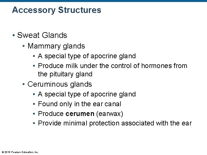 Accessory Structures • Sweat Glands • Mammary glands • A special type of apocrine Accessory Structures • Sweat Glands • Mammary glands • A special type of apocrine